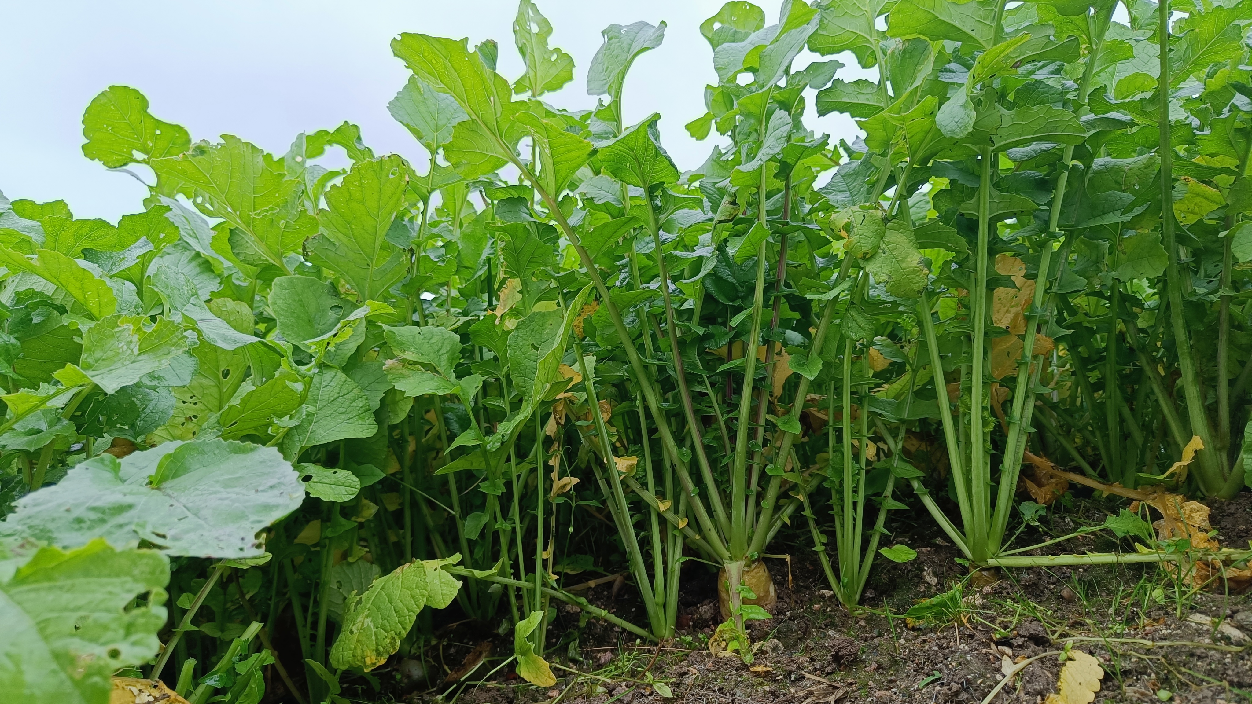 CoverCrops