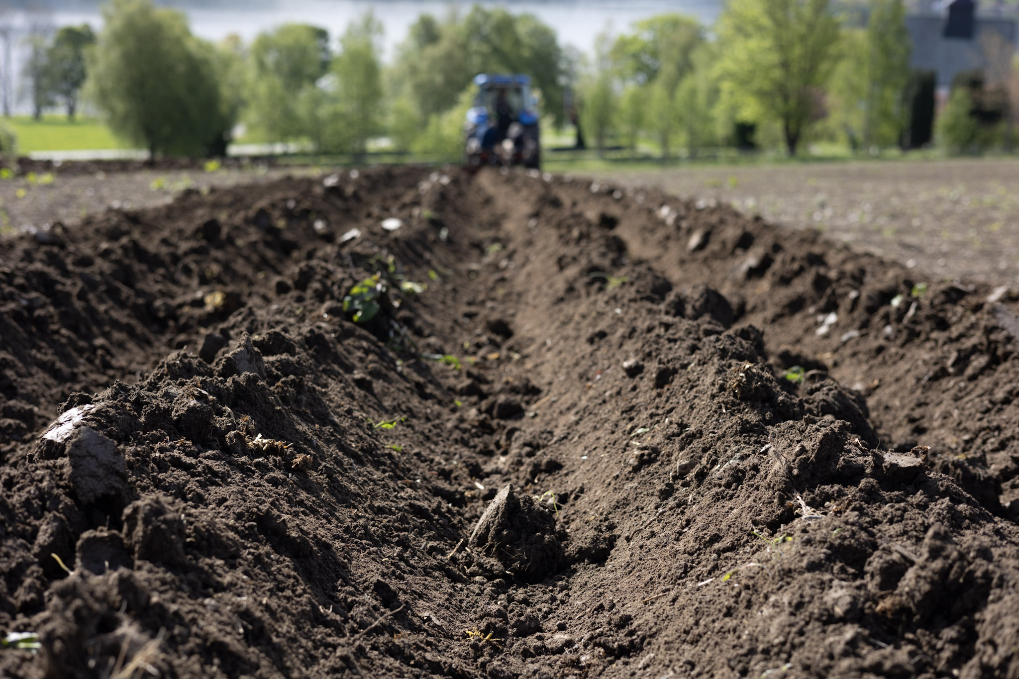 Potato plants
